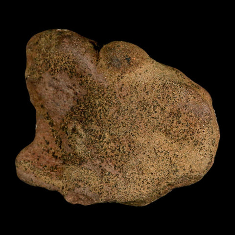 4.1" Triceratops Fossil Frill Spike Bone Lance Creek FM Cretaceous Dinosaur WY COA - Fossil Age Minerals