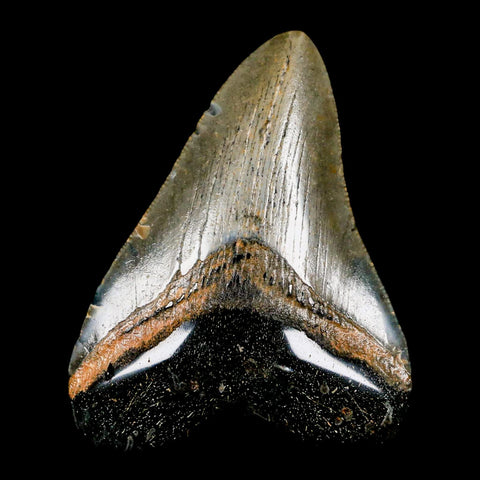 3.1" Quality Megalodon Shark Tooth Serrated Fossil Natural Miocene Age COA - Fossil Age Minerals