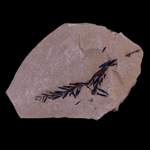 2.2" Detailed Fossil Plant Leafs Metasequoia Dawn Redwood Oligocene Age MT COA - Fossil Age Minerals