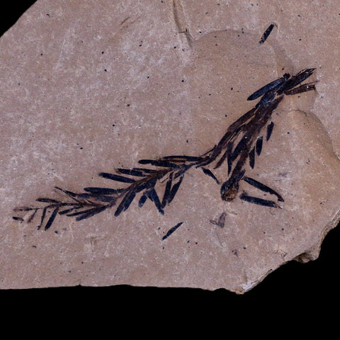 2.2" Detailed Fossil Plant Leafs Metasequoia Dawn Redwood Oligocene Age MT COA - Fossil Age Minerals