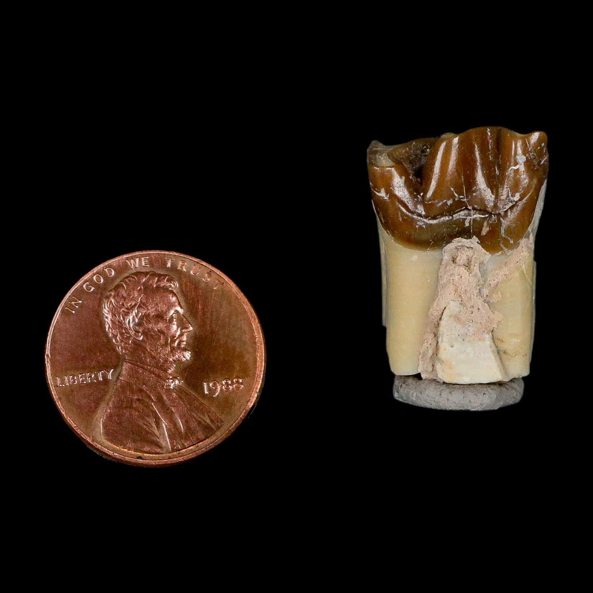 0.9" Running Rhino Hyracodon Nebrascensis Fossil Tooth South Dakota Badlands COA - Fossil Age Minerals