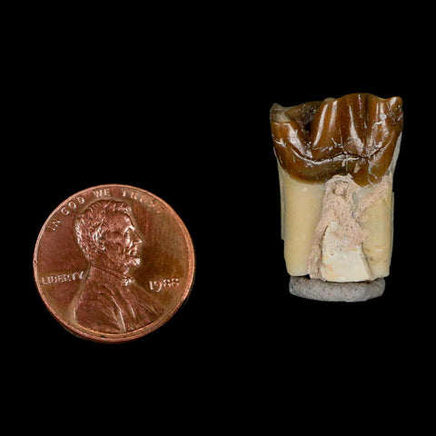0.9" Running Rhino Hyracodon Nebrascensis Fossil Tooth South Dakota Badlands COA - Fossil Age Minerals