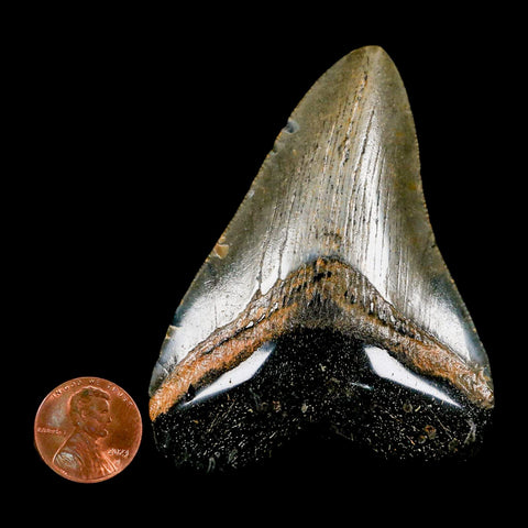3.1" Quality Megalodon Shark Tooth Serrated Fossil Natural Miocene Age COA - Fossil Age Minerals