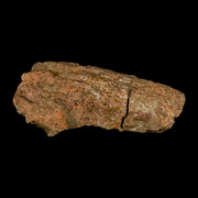 4.1" Triceratops Fossil Beak Section Lance Creek FM Cretaceous Dinosaur WY COA