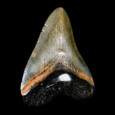 3.1" Quality Megalodon Shark Tooth Serrated Fossil Natural Miocene Age COA - Fossil Age Minerals