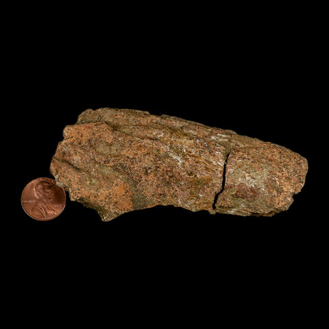 4.1" Triceratops Fossil Beak Section Lance Creek FM Cretaceous Dinosaur WY COA - Fossil Age Minerals
