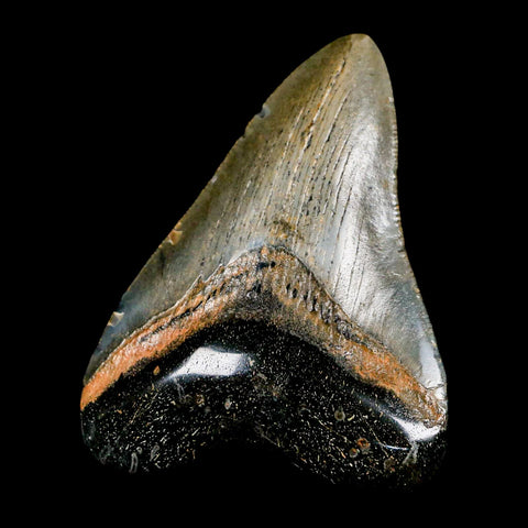 3.1" Quality Megalodon Shark Tooth Serrated Fossil Natural Miocene Age COA - Fossil Age Minerals