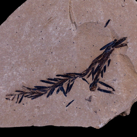 2.2" Detailed Fossil Plant Leafs Metasequoia Dawn Redwood Oligocene Age MT COA - Fossil Age Minerals