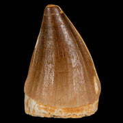 1.7" Mosasaur Prognathodon Fossil Tooth Cretaceous Dinosaur Era COA & Stand