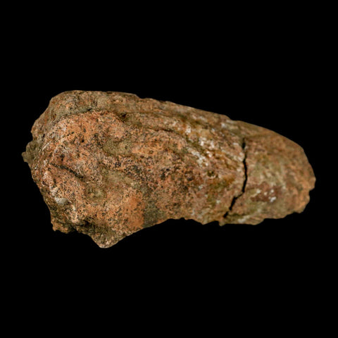 4.1" Triceratops Fossil Beak Section Lance Creek FM Cretaceous Dinosaur WY COA - Fossil Age Minerals