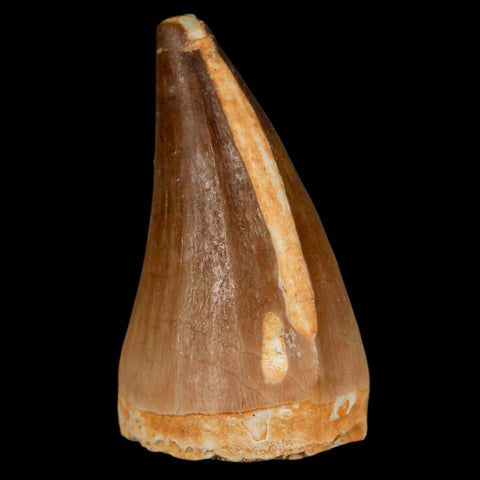 1.7" Mosasaur Prognathodon Fossil Tooth Cretaceous Dinosaur Era COA & Stand - Fossil Age Minerals
