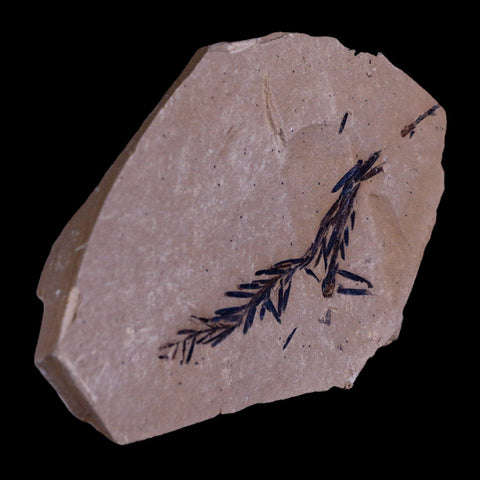 2.2" Detailed Fossil Plant Leafs Metasequoia Dawn Redwood Oligocene Age MT COA - Fossil Age Minerals