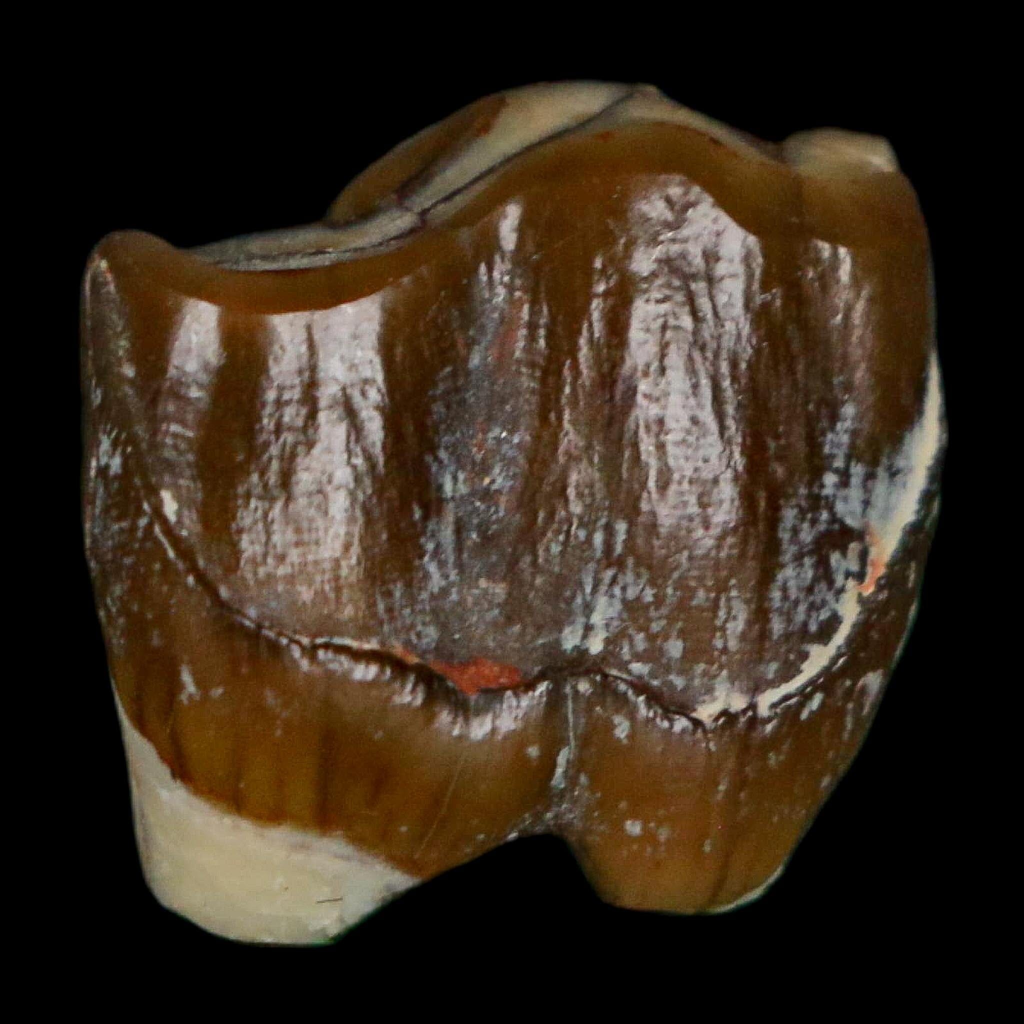 0.7" Running Rhino Hyracodon Nebrascensis Fossil Tooth South Dakota Badlands COA - Fossil Age Minerals