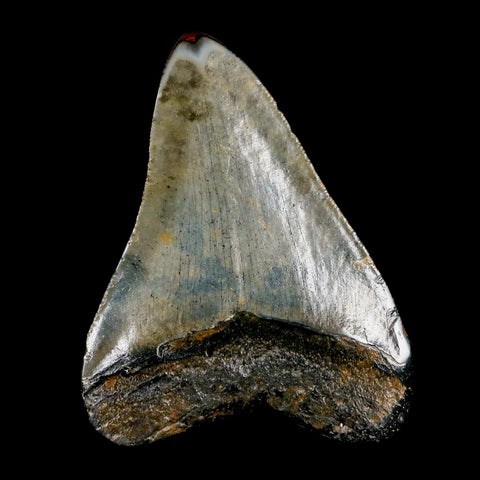 3.1" Quality Megalodon Shark Tooth Serrated Fossil Natural Miocene Age COA - Fossil Age Minerals