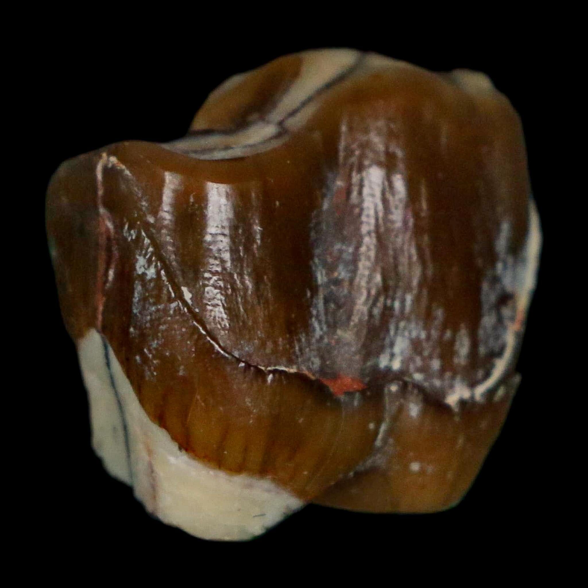 0.7" Running Rhino Hyracodon Nebrascensis Fossil Tooth South Dakota Badlands COA - Fossil Age Minerals