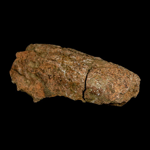 4.1" Triceratops Fossil Beak Section Lance Creek FM Cretaceous Dinosaur WY COA - Fossil Age Minerals