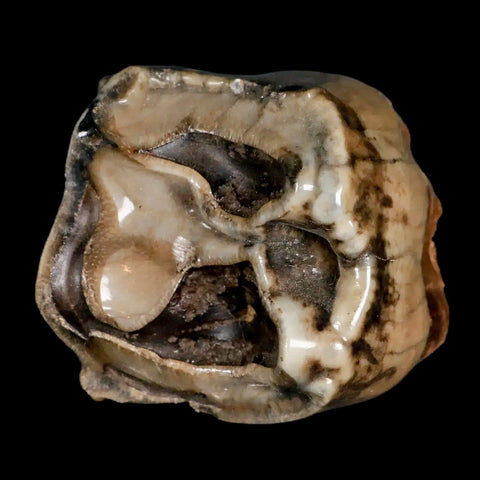 2.5" Rare Deinotherium Giganteum Fossil Tooth Miocene Deinothere Gracanica Bosnia - Fossil Age Minerals