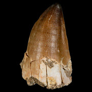 XL 2.5" Mosasaur Prognathodon Fossil Tooth Cretaceous Dinosaur Era COA & Stand