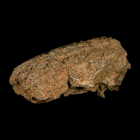 4.1" Triceratops Fossil Beak Section Lance Creek FM Cretaceous Dinosaur WY COA - Fossil Age Minerals