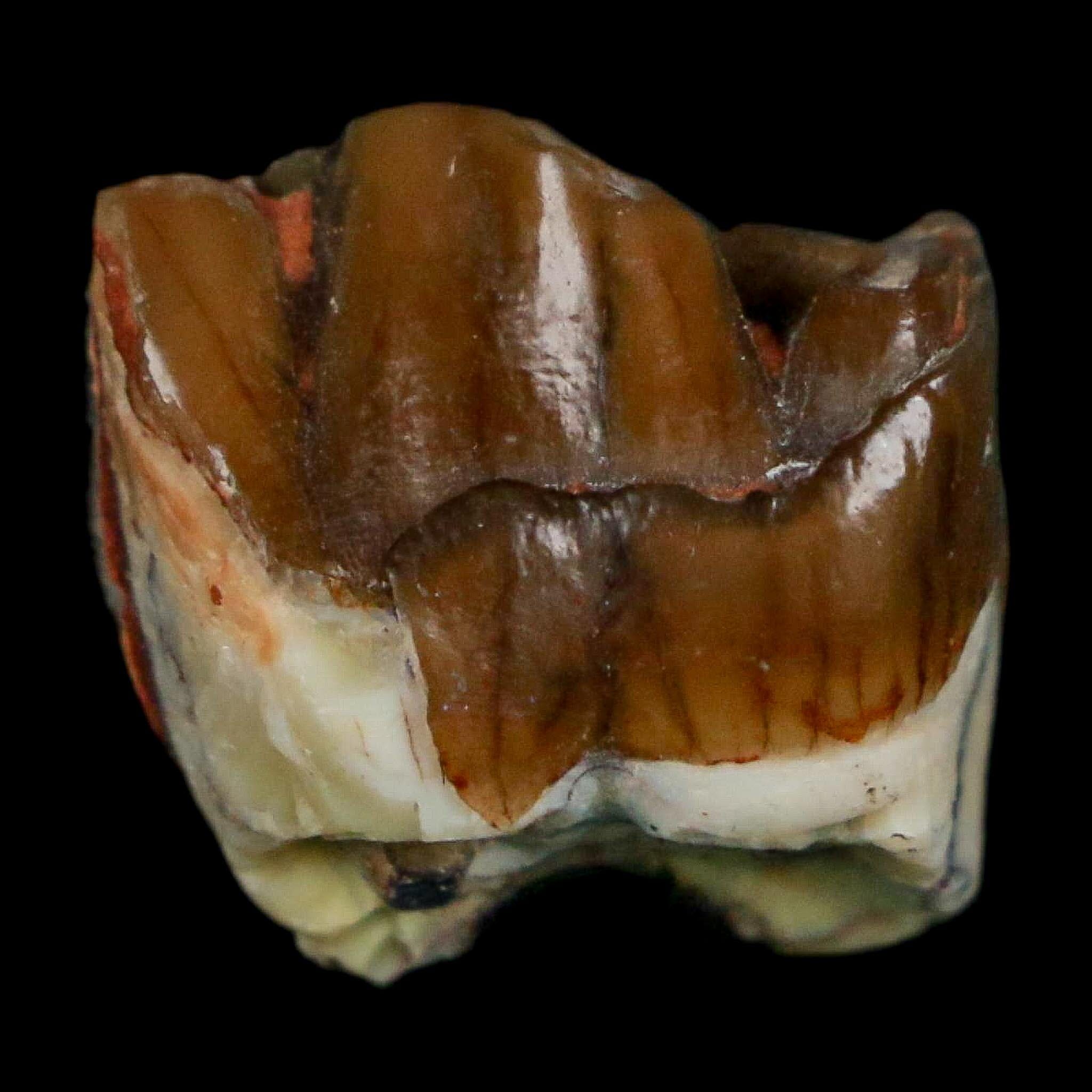 0.7" Running Rhino Hyracodon Nebrascensis Fossil Tooth South Dakota Badlands COA - Fossil Age Minerals