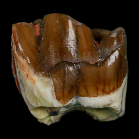 0.7" Running Rhino Hyracodon Nebrascensis Fossil Tooth South Dakota Badlands COA