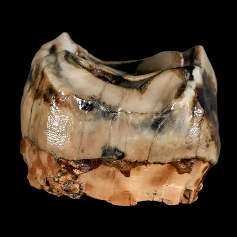 2.5" Rare Deinotherium Giganteum Fossil Tooth Miocene Deinothere Gracanica Bosnia - Fossil Age Minerals