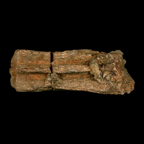 4.1" Triceratops Fossil Beak Section Lance Creek FM Cretaceous Dinosaur WY COA - Fossil Age Minerals