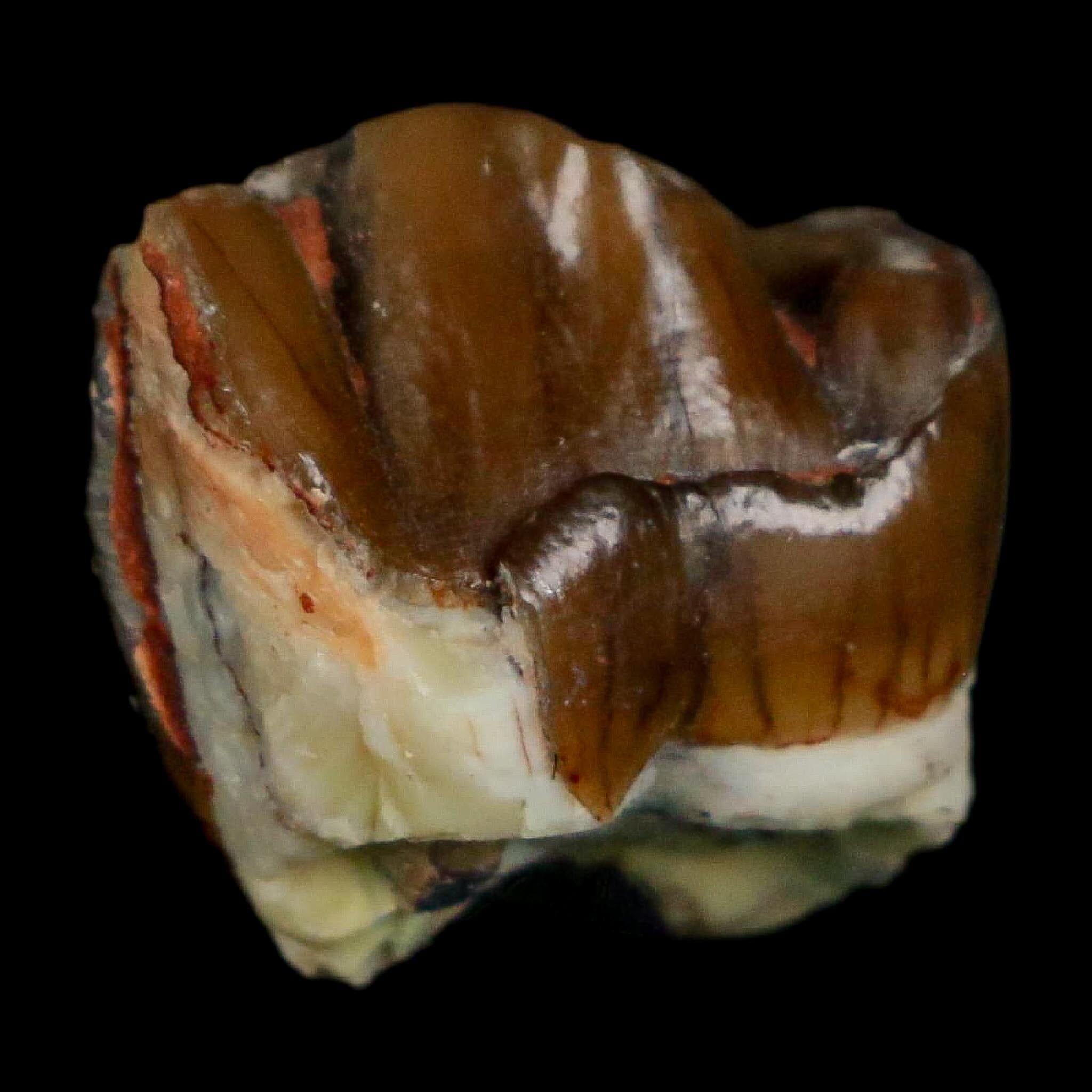 0.7" Running Rhino Hyracodon Nebrascensis Fossil Tooth South Dakota Badlands COA - Fossil Age Minerals