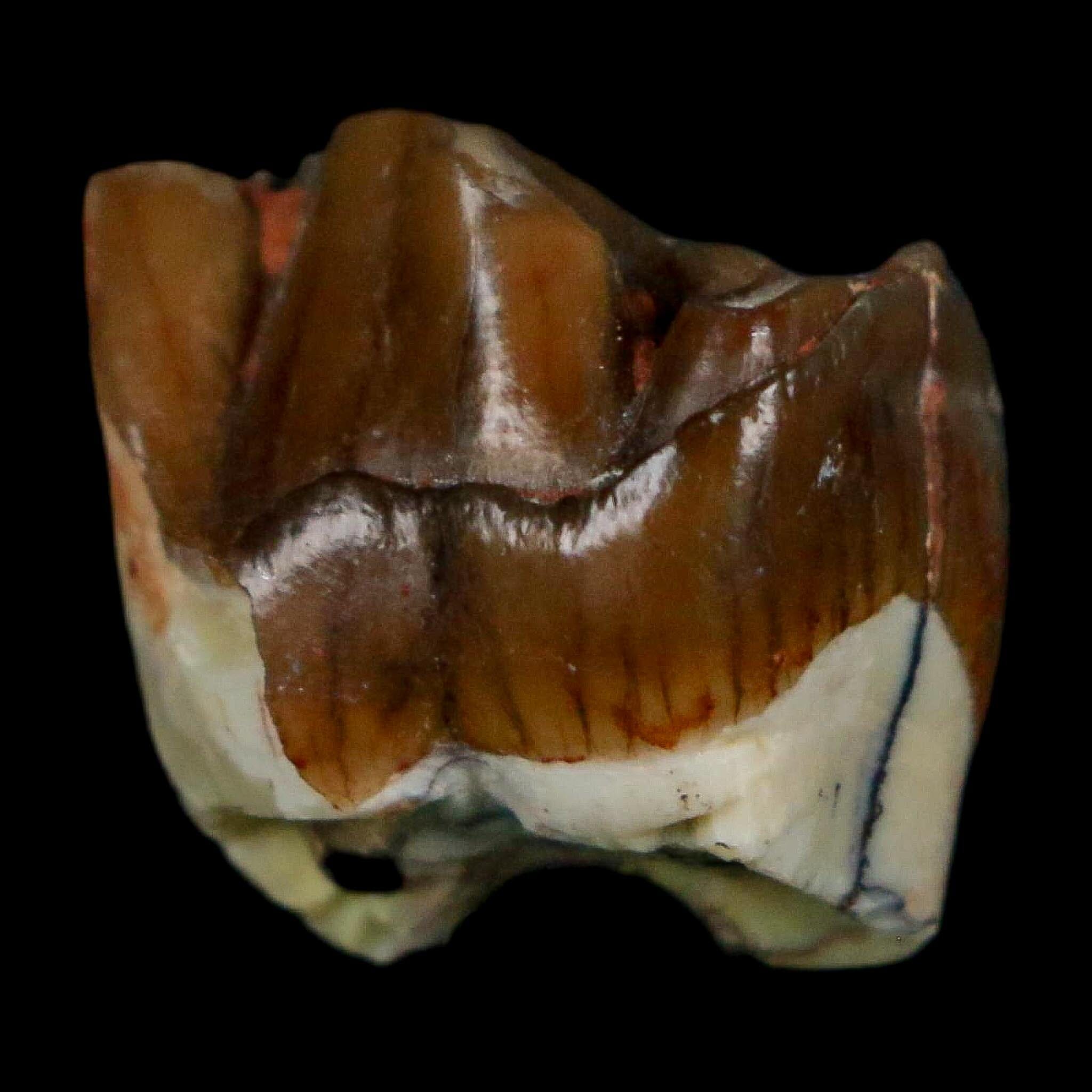 0.7" Running Rhino Hyracodon Nebrascensis Fossil Tooth South Dakota Badlands COA - Fossil Age Minerals