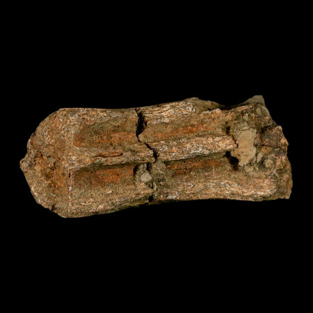 4.1" Triceratops Fossil Beak Section Lance Creek FM Cretaceous Dinosaur WY COA
