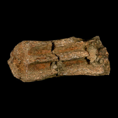 4.1" Triceratops Fossil Beak Section Lance Creek FM Cretaceous Dinosaur WY COA - Fossil Age Minerals