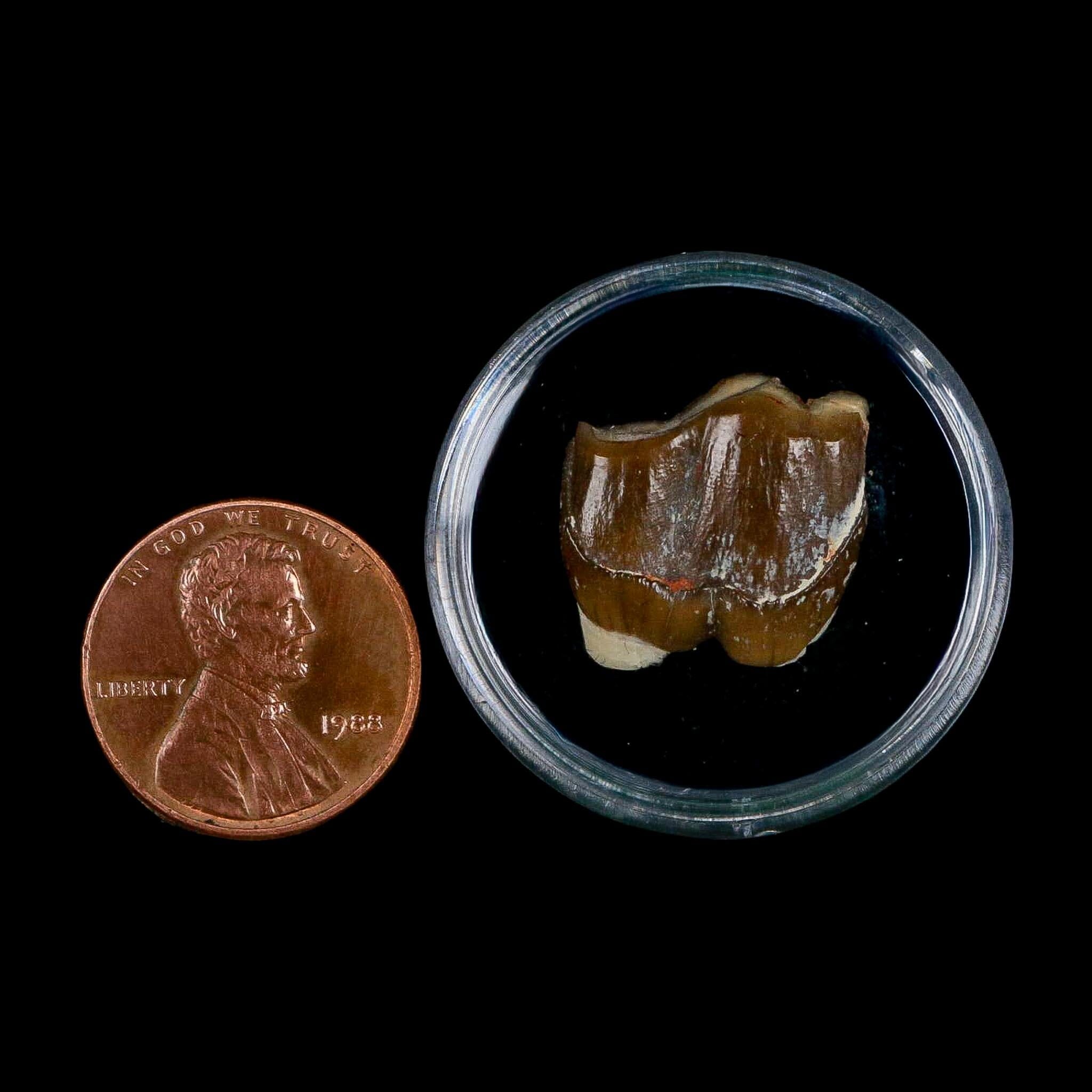 0.7" Running Rhino Hyracodon Nebrascensis Fossil Tooth South Dakota Badlands COA - Fossil Age Minerals