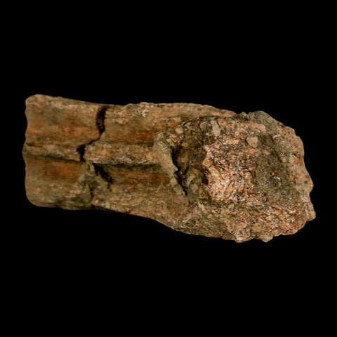 4.1" Triceratops Fossil Beak Section Lance Creek FM Cretaceous Dinosaur WY COA - Fossil Age Minerals