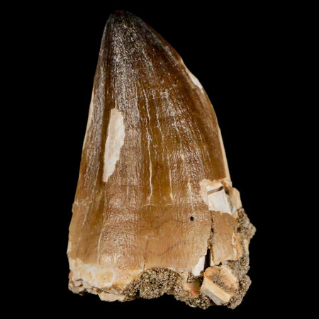 XL 2.5" Mosasaur Prognathodon Fossil Tooth Cretaceous Dinosaur Era COA & Stand
