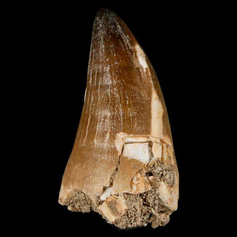 XL 2.5" Mosasaur Prognathodon Fossil Tooth Cretaceous Dinosaur Era COA & Stand - Fossil Age Minerals