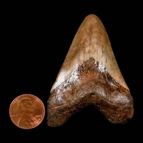 2.4" Quality Megalodon Shark Tooth Serrated Fossil Natural Miocene Age COA - Fossil Age Minerals