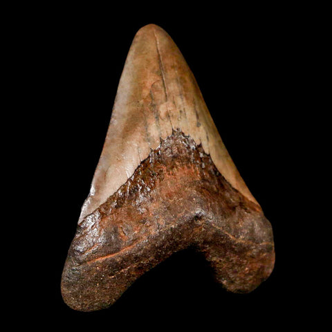 2.4" Quality Megalodon Shark Tooth Serrated Fossil Natural Miocene Age COA - Fossil Age Minerals