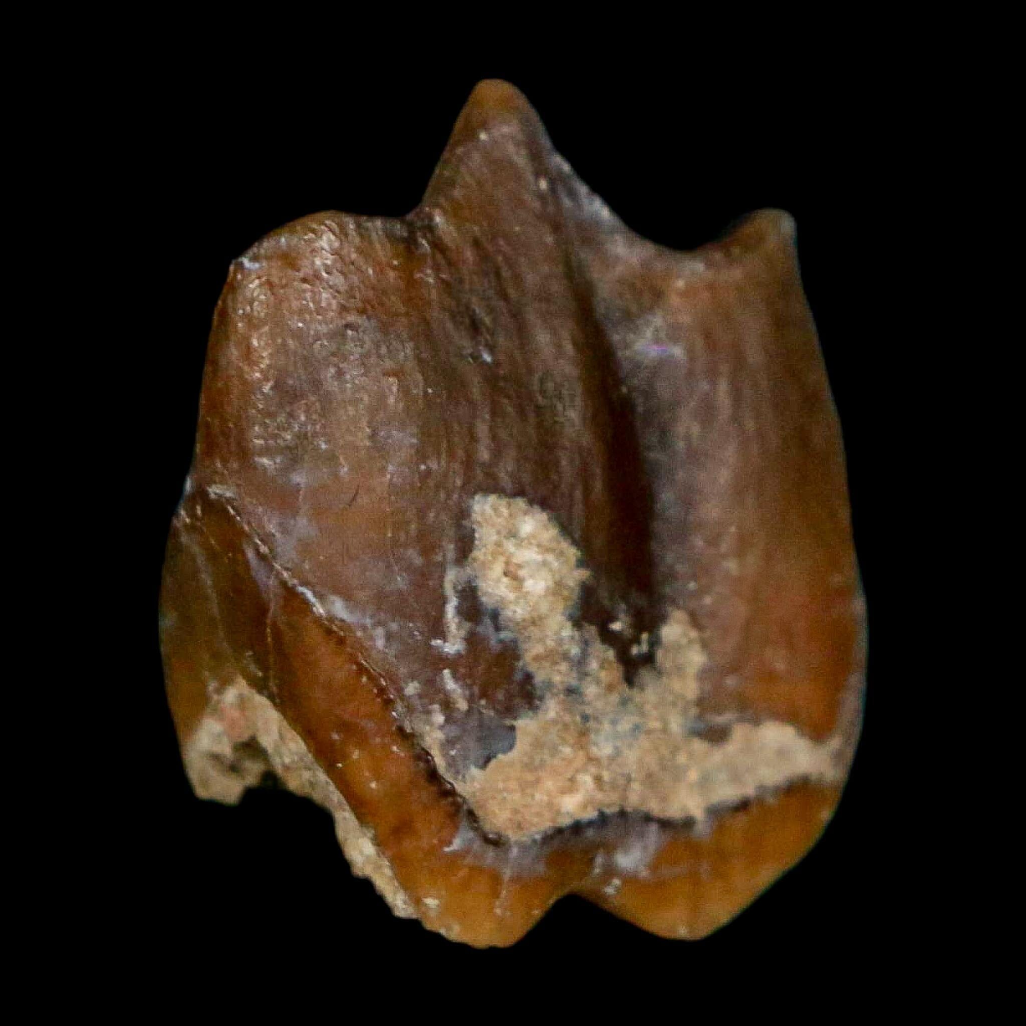 0.7" Running Rhino Hyracodon Nebrascensis Fossil Tooth South Dakota Badlands COA - Fossil Age Minerals
