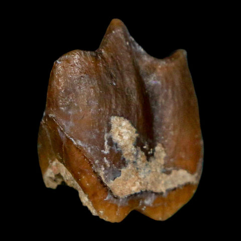 0.7" Running Rhino Hyracodon Nebrascensis Fossil Tooth South Dakota Badlands COA - Fossil Age Minerals