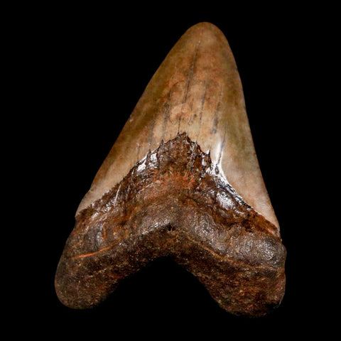 2.4" Quality Megalodon Shark Tooth Serrated Fossil Natural Miocene Age COA - Fossil Age Minerals