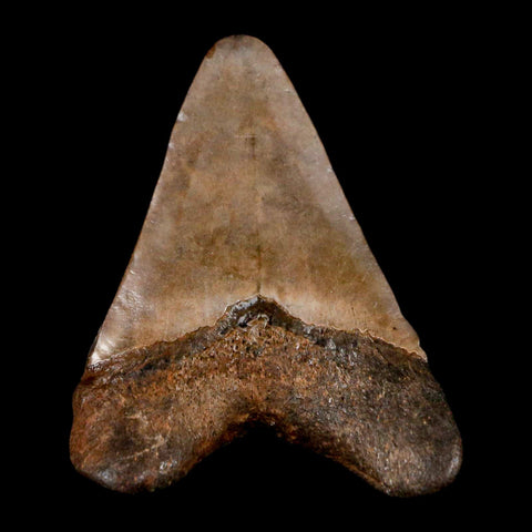 2.4" Quality Megalodon Shark Tooth Serrated Fossil Natural Miocene Age COA - Fossil Age Minerals