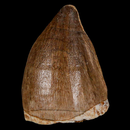 1.5" Mosasaur Prognathodon Fossil Tooth Cretaceous Dinosaur Era COA & Stand