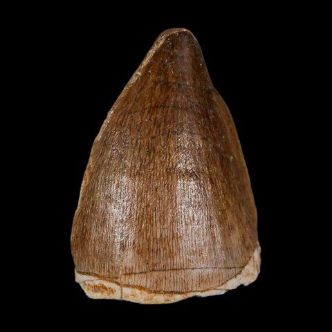 1.5" Mosasaur Prognathodon Fossil Tooth Cretaceous Dinosaur Era COA & Stand - Fossil Age Minerals