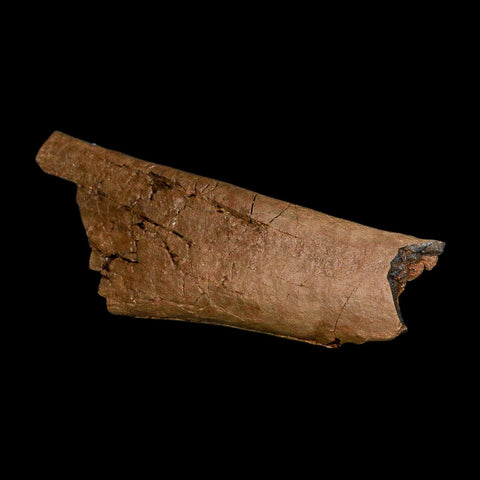 6.5" Triceratops Fossil Rib Bone Lance Creek FM Cretaceous Dinosaur Wyoming COA