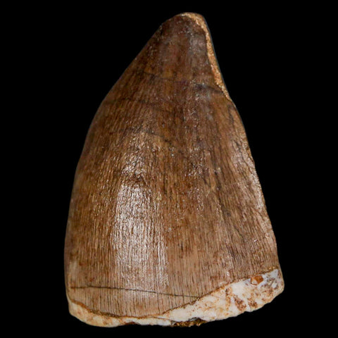 1.5" Mosasaur Prognathodon Fossil Tooth Cretaceous Dinosaur Era COA & Stand - Fossil Age Minerals