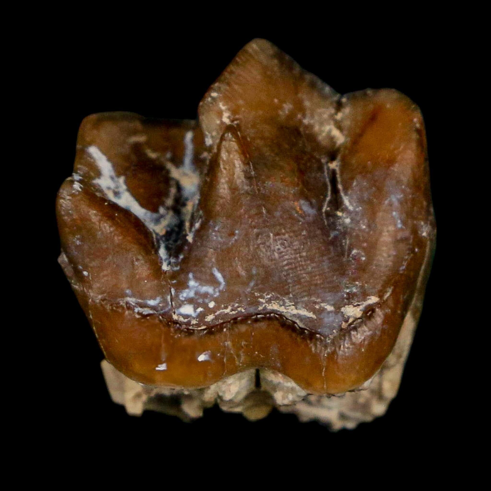 0.7" Running Rhino Hyracodon Nebrascensis Fossil Tooth South Dakota Badlands COA - Fossil Age Minerals
