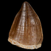 1.5" Mosasaur Prognathodon Fossil Tooth Cretaceous Dinosaur Era COA & Stand