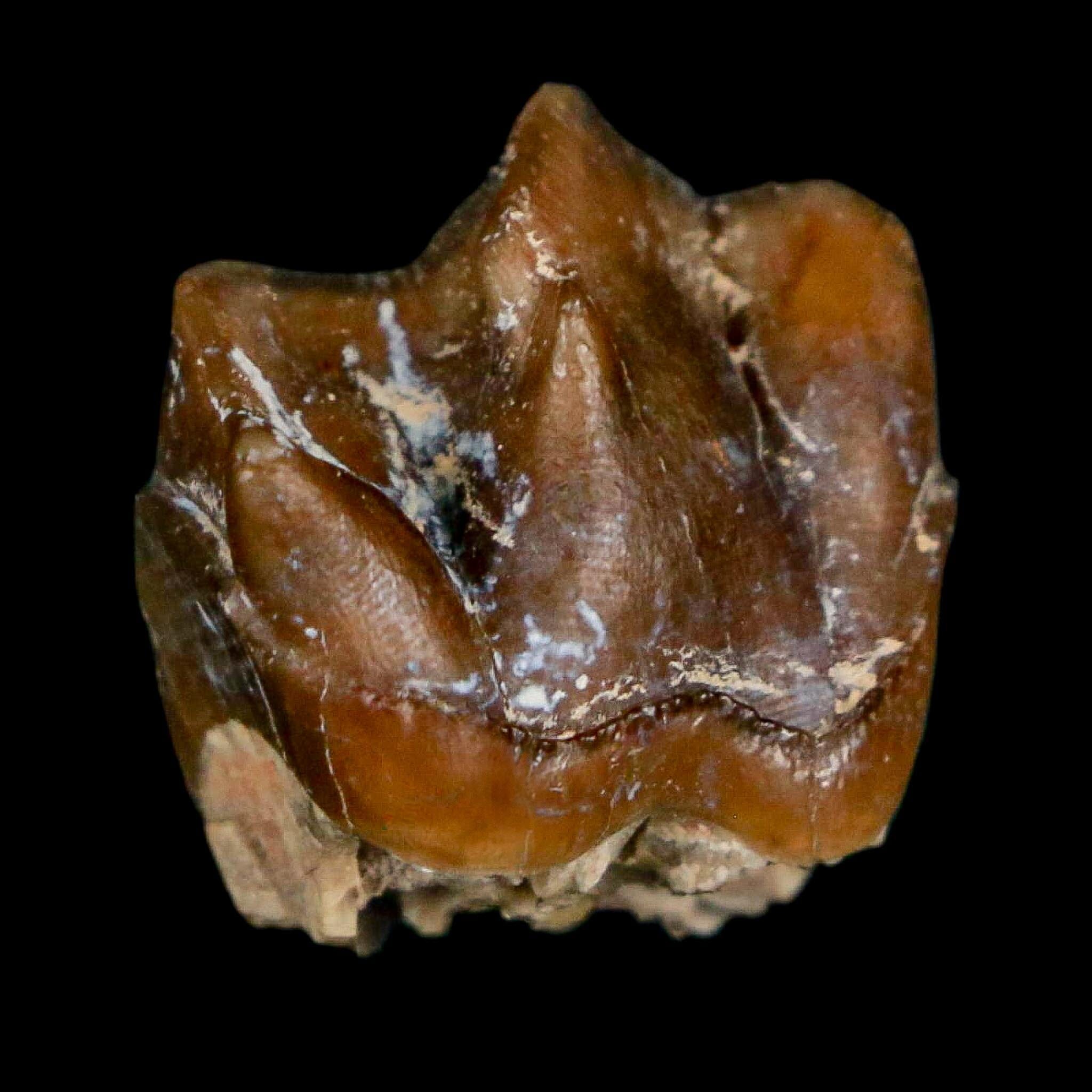 0.7" Running Rhino Hyracodon Nebrascensis Fossil Tooth South Dakota Badlands COA - Fossil Age Minerals
