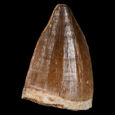 1.5" Mosasaur Prognathodon Fossil Tooth Cretaceous Dinosaur Era COA & Stand - Fossil Age Minerals