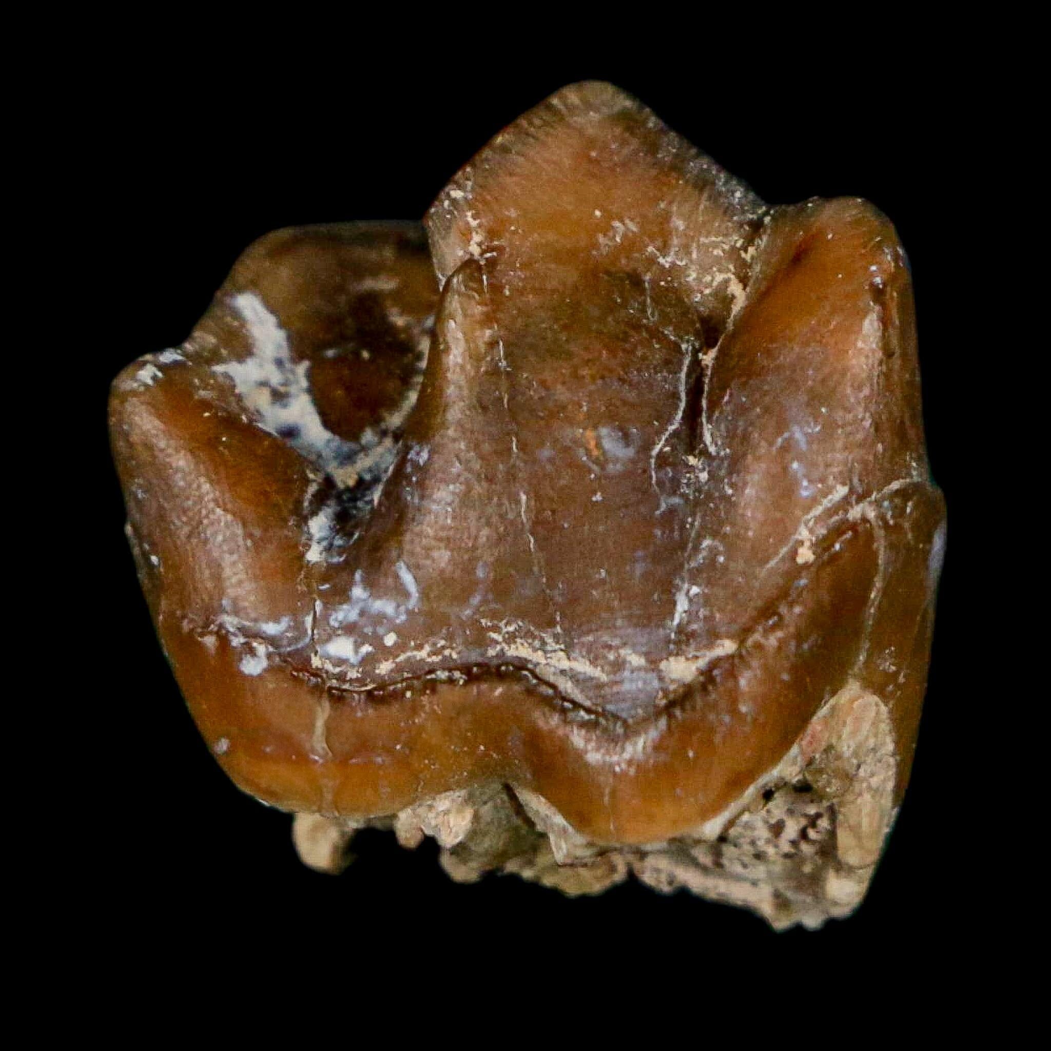0.7" Running Rhino Hyracodon Nebrascensis Fossil Tooth South Dakota Badlands COA - Fossil Age Minerals